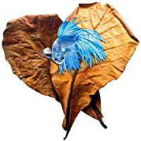 SunGrow Hojas De Catappa Gigante- 10 Pulgadas- Hojas Horneadas Al Sol Para Criar Peces Y Camarones De Acuario Vivos…